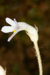 Oneflowered broomrape